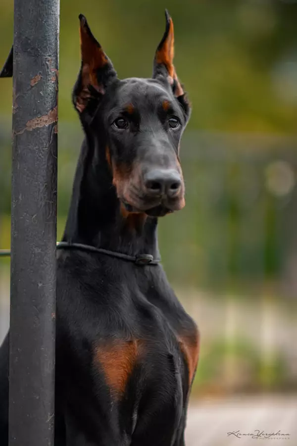 德系杜賓犬-世界冠軍血統