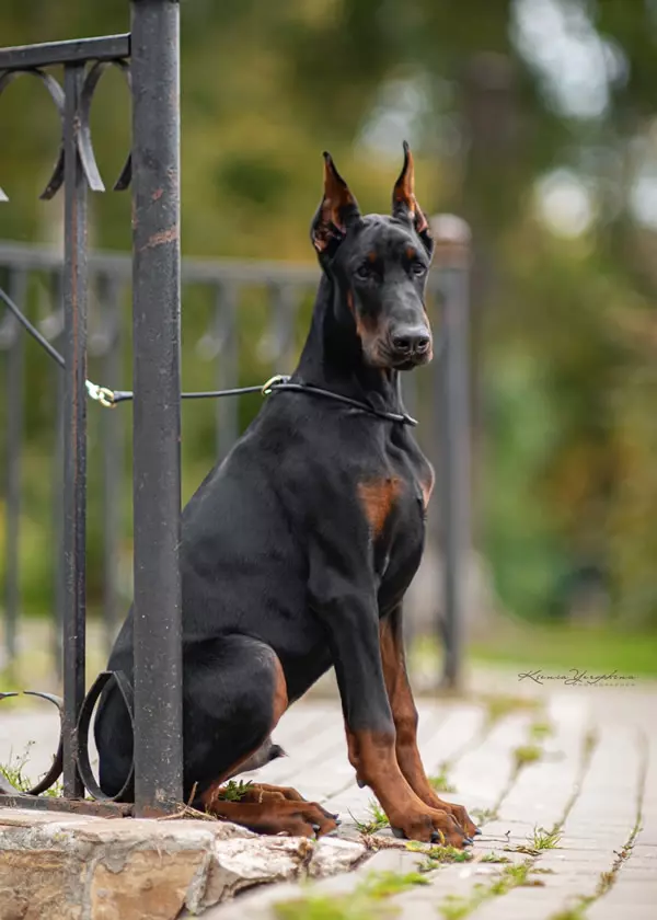 德系杜賓犬-世界冠軍血統